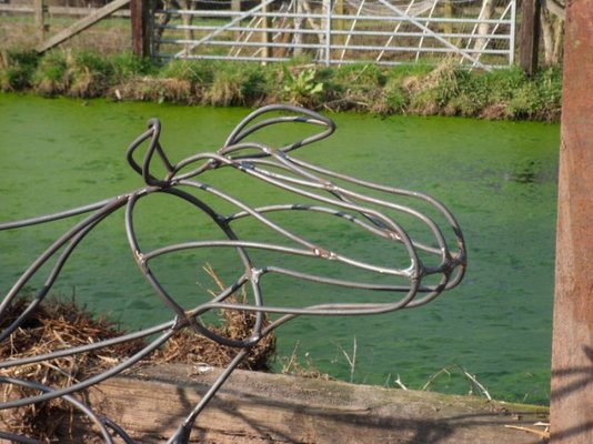 calf21 3 12 004.jpg calf21 3 12 004.jpg