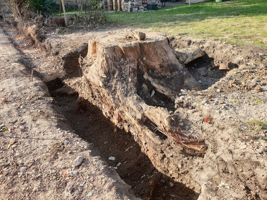 tree-stump.jpg