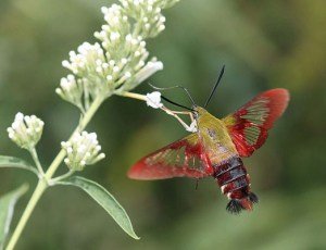 Hummingbird-moth_John-Flannery.jpg