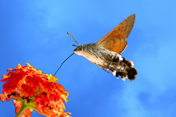 hummingbird hawk moth.jpg