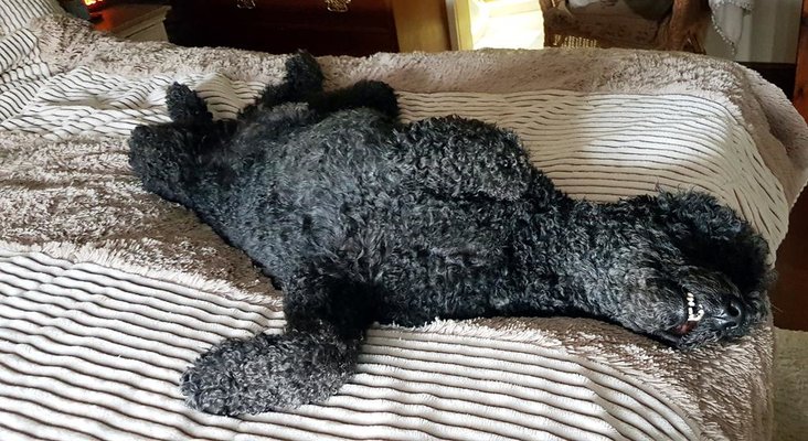 dog01.jpg