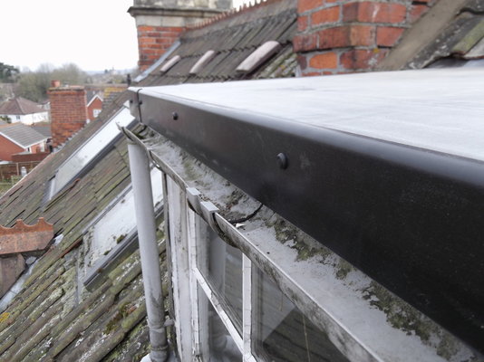 garden & roof 029.JPG