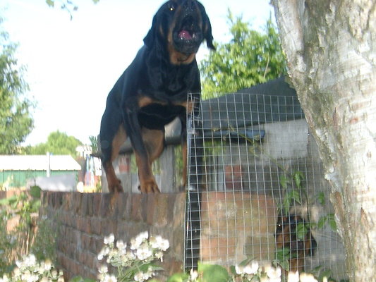 dog on wall.jpg