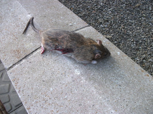 DSCF1366.JPG