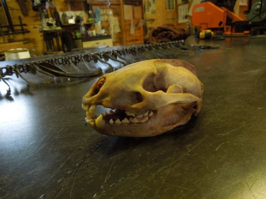 skull.jpg