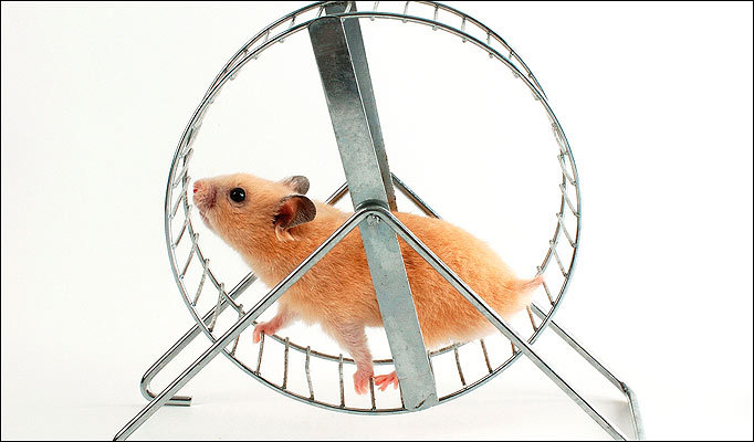 hamster in wheel.jpg