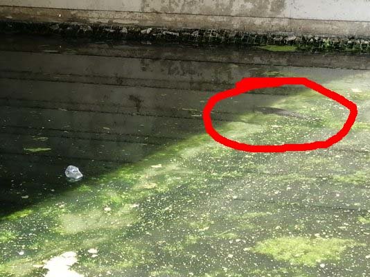 Mystery fish.jpg