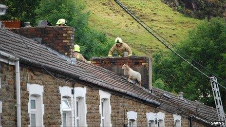_53427995_swns_sheep_roof_10body.jpg