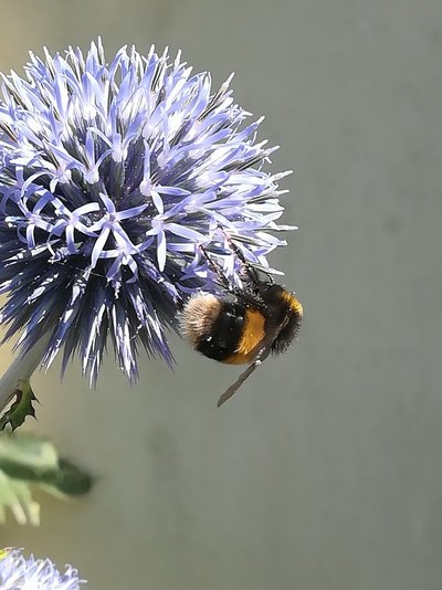 IMG_20200722_101659.jpg