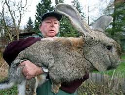 giant rabbit.jpg