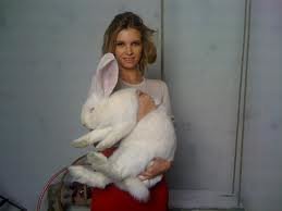 giant rabbit2.jpg