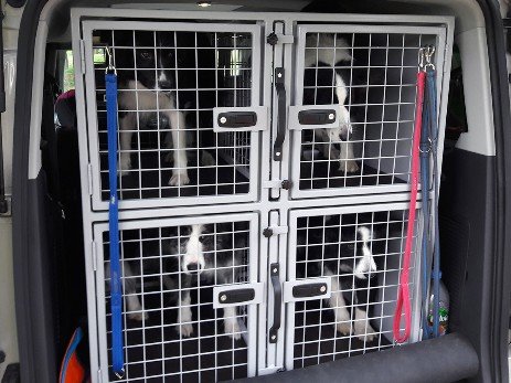 Our-new-dog-cages---1.jpg