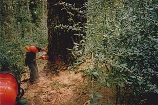 PigPine.jpg