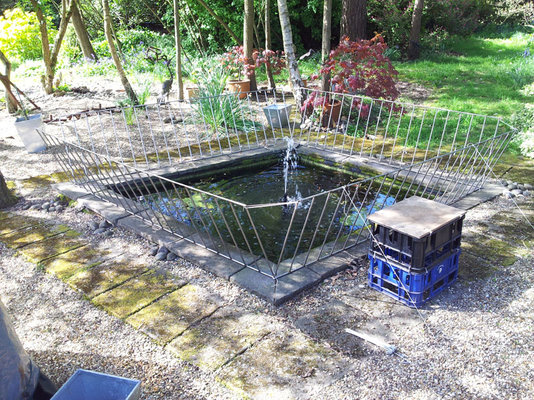pond 3.jpg