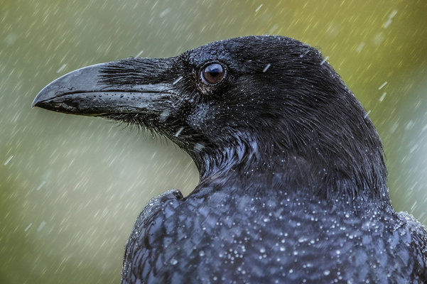 raven in the rain fb.jpg