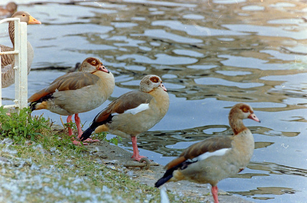 Gooses.JPG