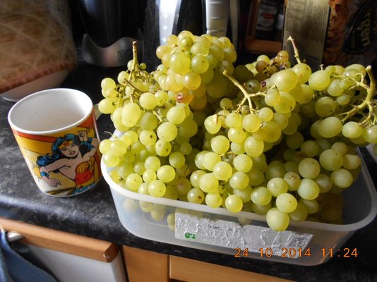 DSCN0539.JPG