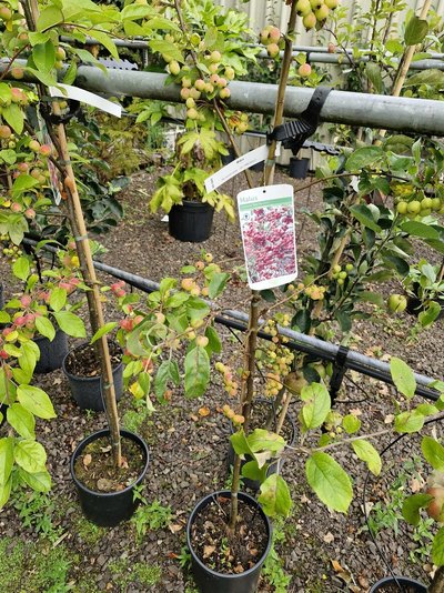 20240817_090050.jpg 20240817_090050.jpg