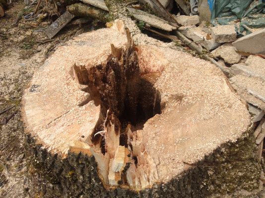 bigstump.jpg