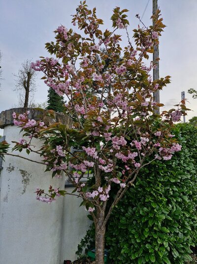 20250428_201333.jpg 20250428_201333.jpg