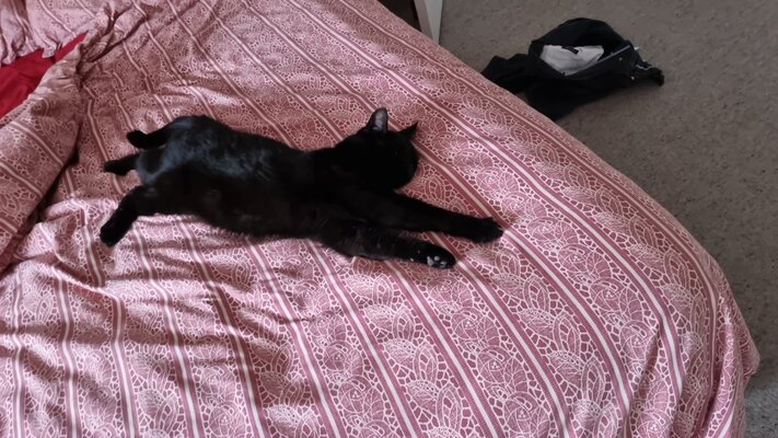 IMG-20250613-WA0002.jpeg