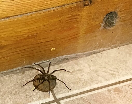 bathroom_spider.jpg