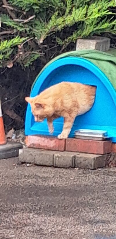 Cat house 3.jpg