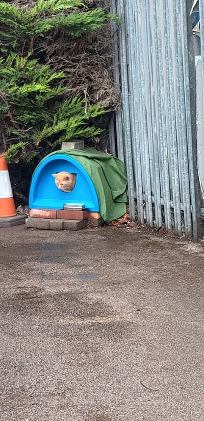 Cat house 2.jpg