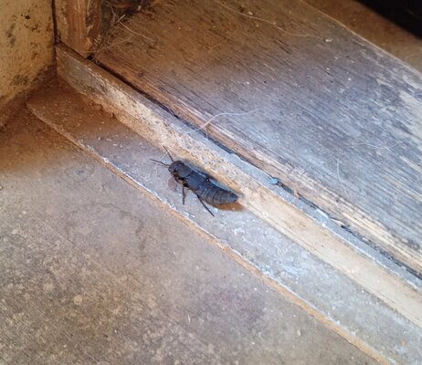 IMG_20250921_105124587_MFNR crop.jpg