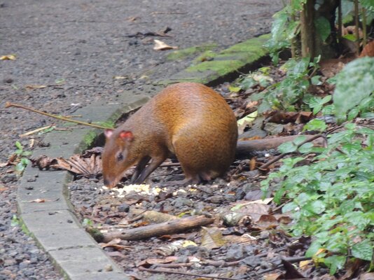Capybara.JPG Capybara.JPG