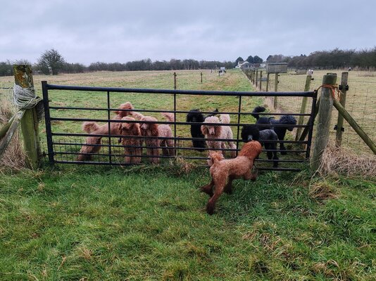 Roux runaway jan 2025.jpg