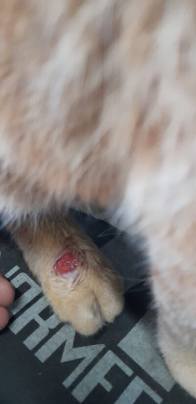 WhatsApp Image 2026-03-14 at 14.37.03 (2).jpeg