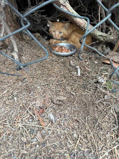 Sore paw 08-03-2026.jpg