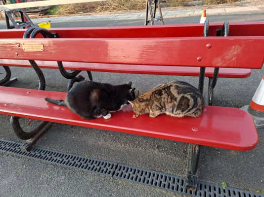 1774208985886.png 1774208985886.png