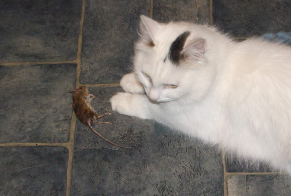 Screenshot 2026-03-27 09.21.58.png