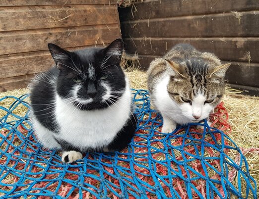 HaynetCats.jpg