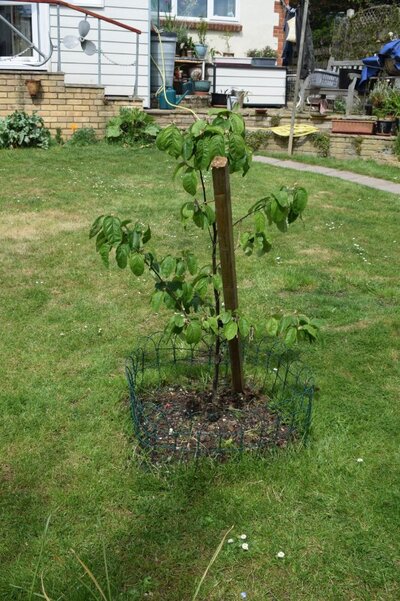 Quince tree.jpg