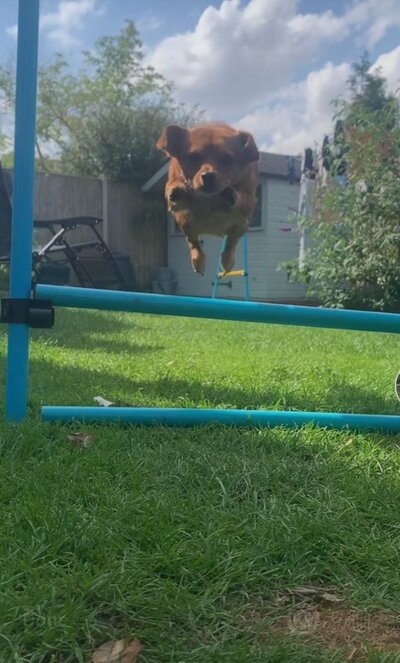Flying fox.jpeg