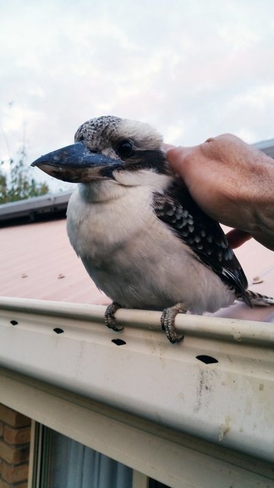 Kookaburra 1 20150904_172918.jpg
