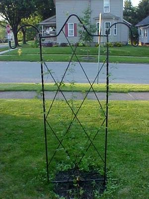 arbor.jpg
