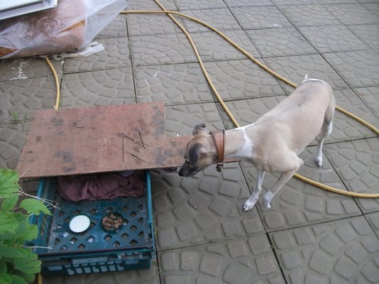 DSCF1102.JPG