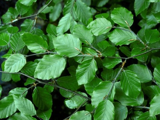 common-beech-leaves-andrew-cleave.jpg