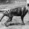 Thylacine