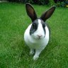 BigBunny