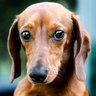 Sosijdog