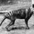 Thylacine