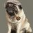 w6pug