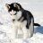 SNOWBANDIT
